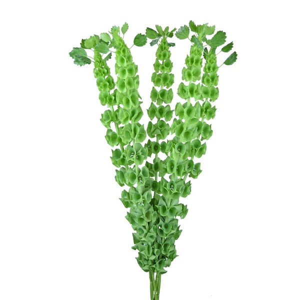 Bells of Ireland La Hacienda Flowers