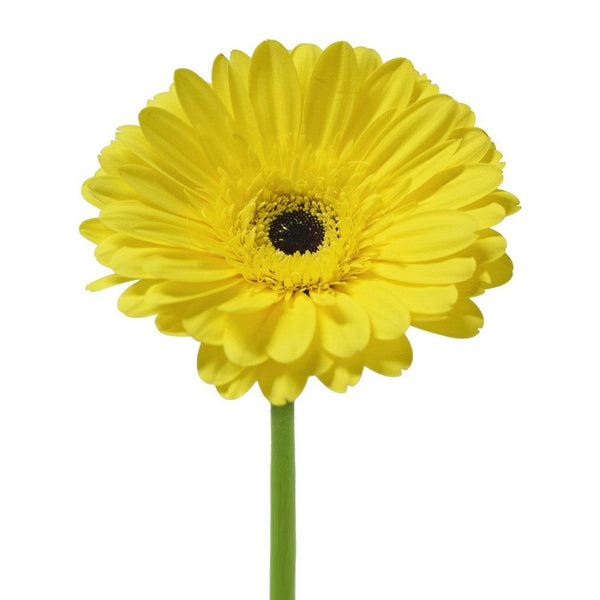 Brillance La Hacienda Flowers