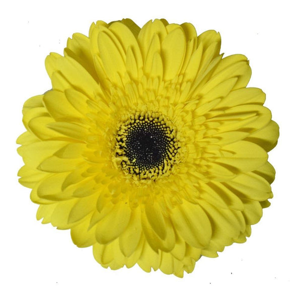 Brillance La Hacienda Flowers