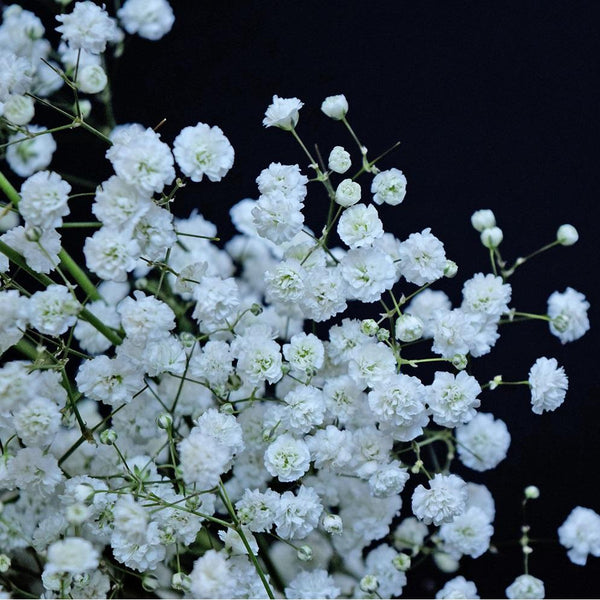 Gypsophila シュクレジレ Gypsophila_-