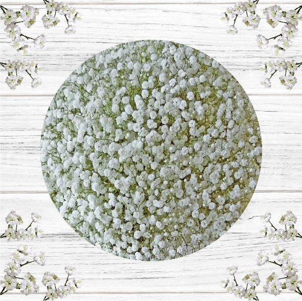 Gypsophila Xlence - Solid Box – La Hacienda Flowers
