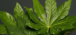 Greens