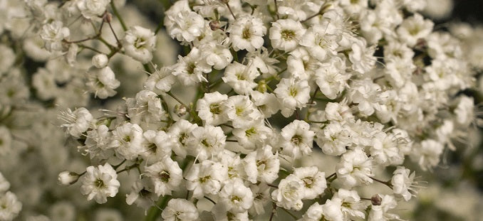 Gypsophila