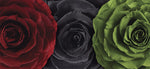 Preserved Roses