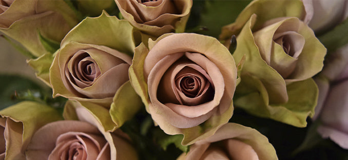 Roses