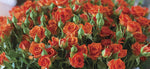 Spray Roses