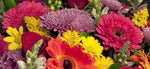 Summer Flowers
