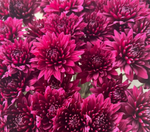 Spray Chrysanthemums (Assorted Colors) - Solid Box