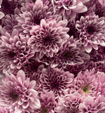 Spray Chrysanthemums (Assorted Colors) - Solid Box