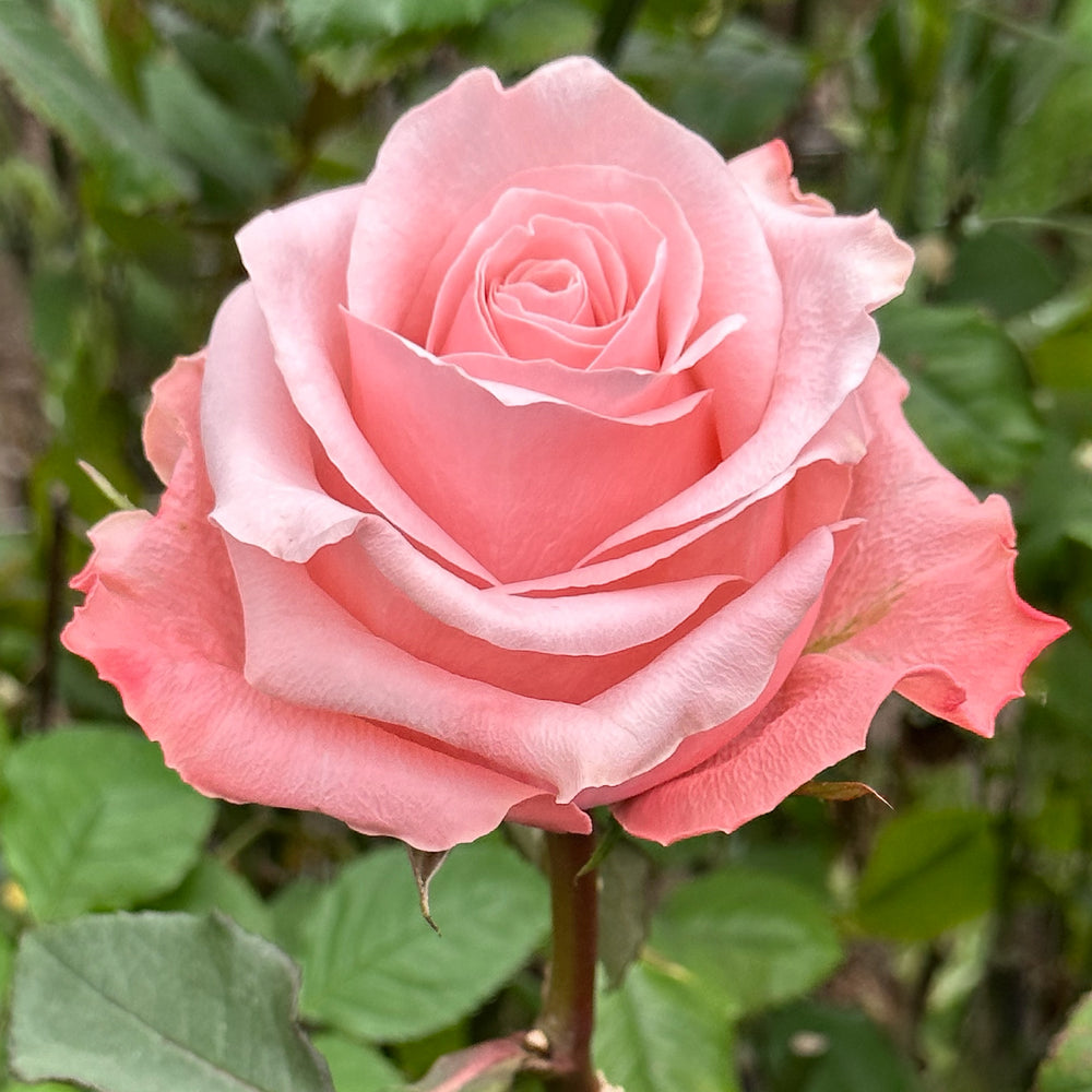 Be Sweet