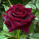 Black Beauty