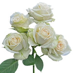 Cream Irishka