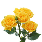Golden Sensation