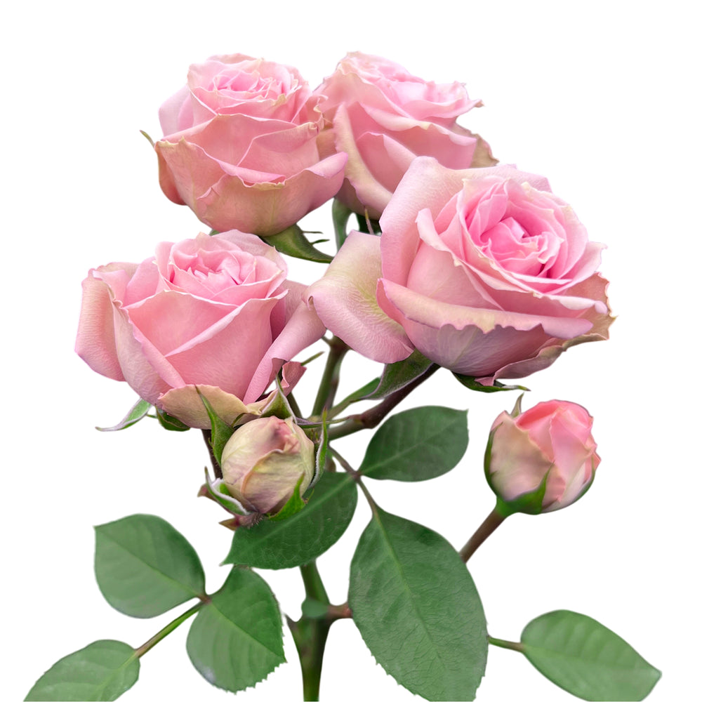 Pink Irishka