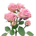 Pink Irishka