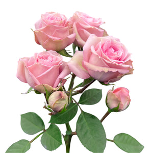 Pink Irishka