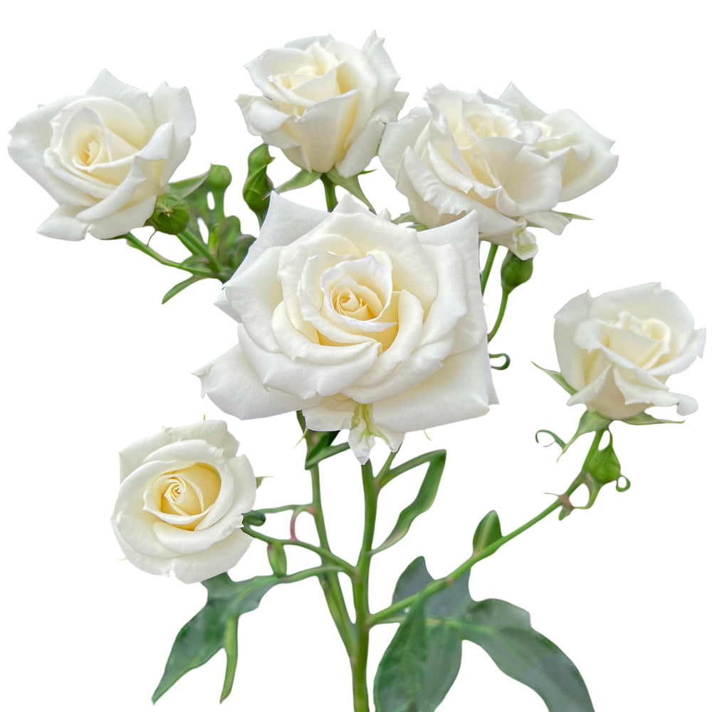 White Majolika