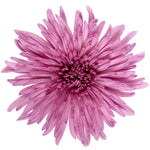 Spidermums - Anastasias (Assorted Colors) - Solid Box