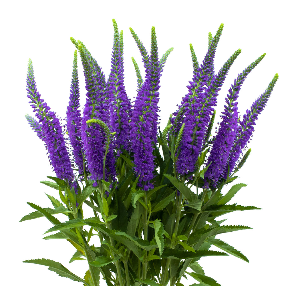 Veronica (Assorted Colors) - Solid Box