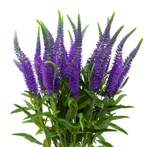 Veronica (Assorted Colors) - Solid Box