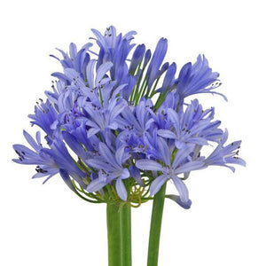 Agapanthus