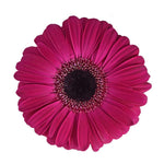 Gerbera