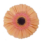 Gerbera