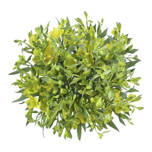 Alstresia