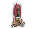 Amaranthus (Assorted Colors) - Solid Box