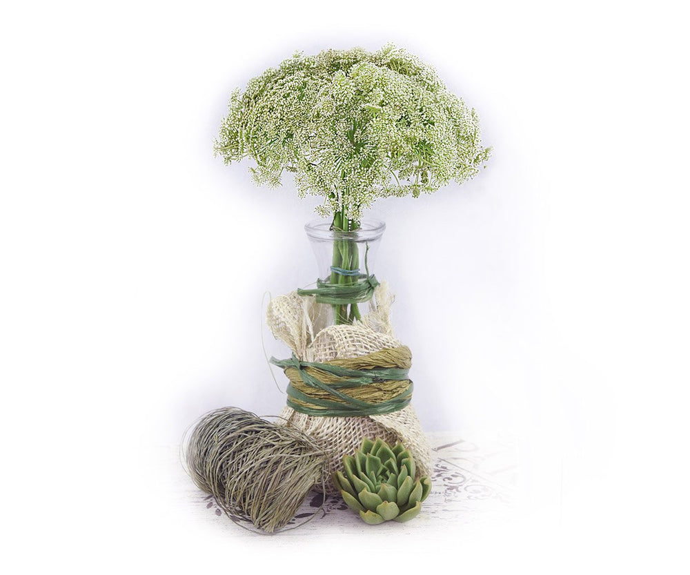 Queens Anne’s Lace Mix - Solid Box