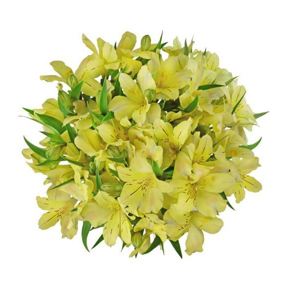 Alstroemeria