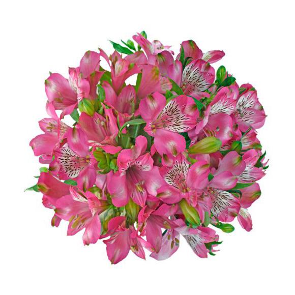 Alstroemeria