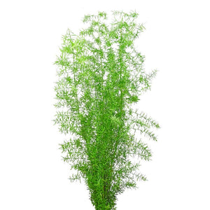 Asparagus Sprengerii