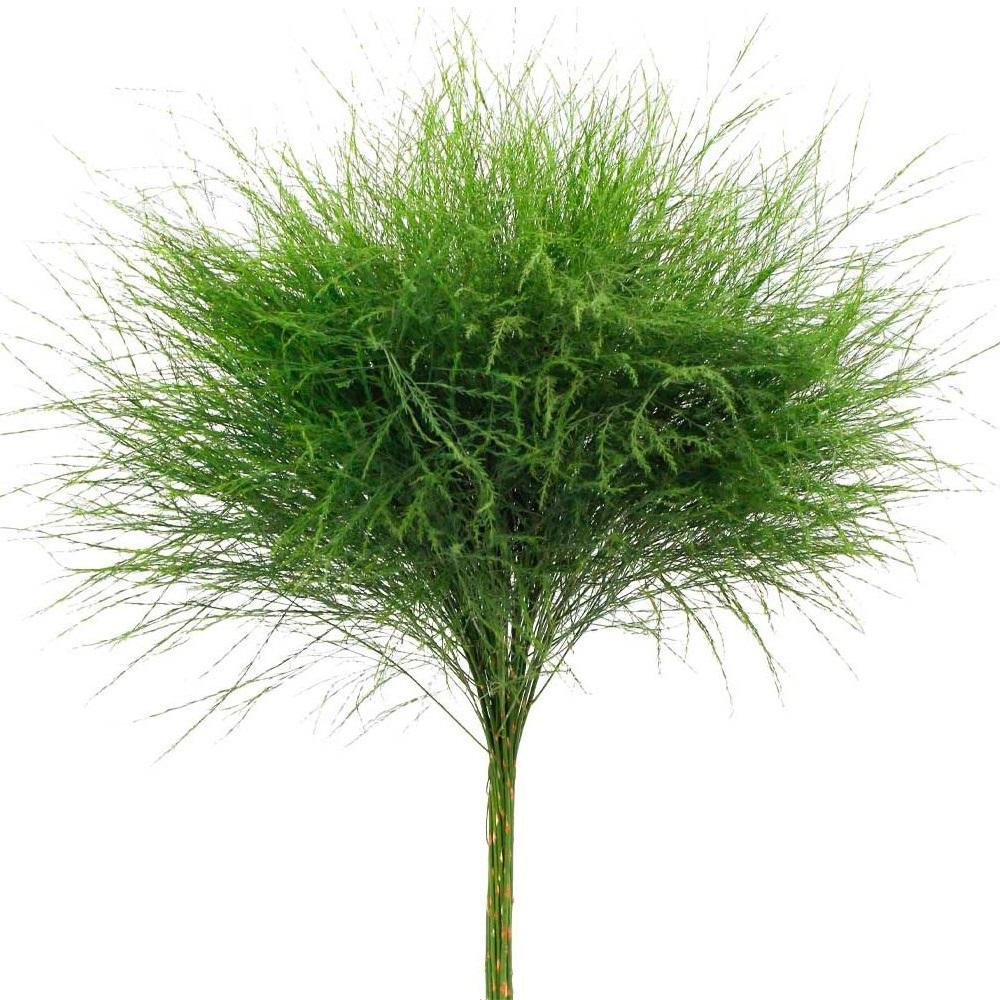 Asparagus Virgatus La Hacienda Flowers