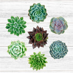 Echeverrias (Succulents) - Solid Box