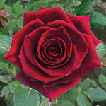 Black baccara