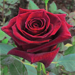 Black baccara