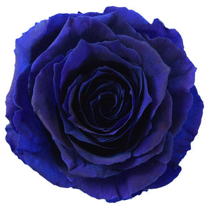 Blue Majolica