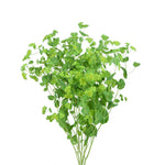 Bupleurum