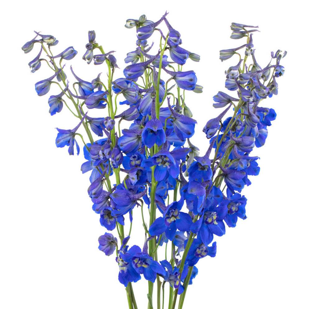 Delphinium