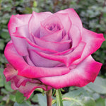 Deep purple