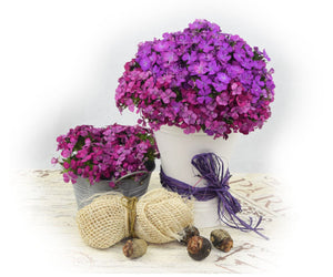 Dianthus (Assorted Colors) - Solid Box