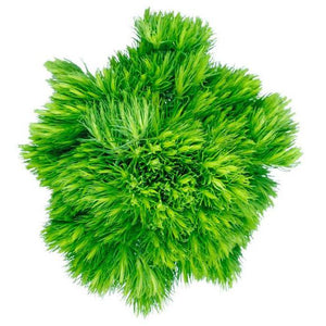 Dianthus Green