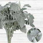 Dusty Miller (Senecio) - Solid Box