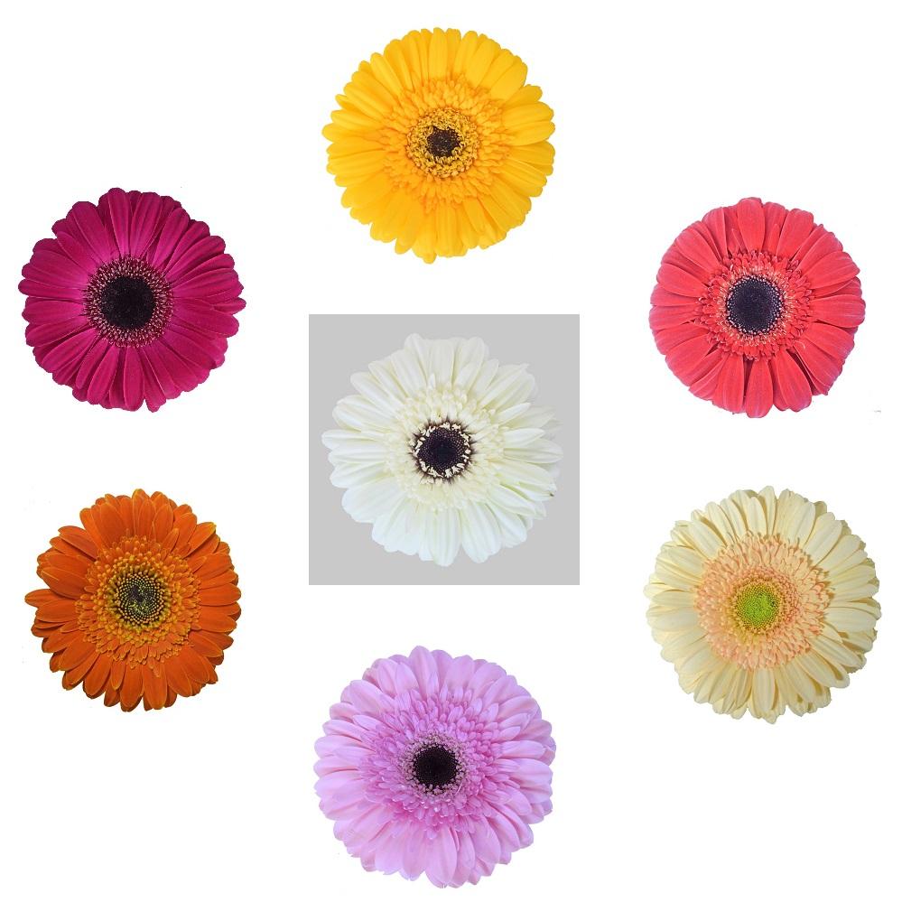 Gerbera (Assorted Colors) - Solid Box