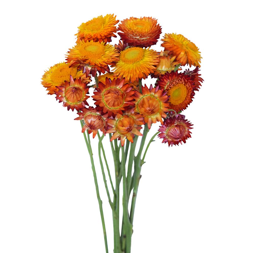 Strawflower - Orange - Helichrysum - DIY Dried Flowers-5 Stemmed