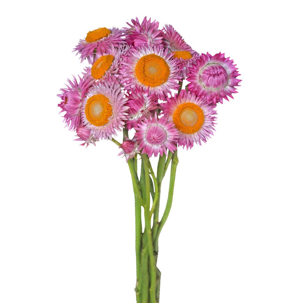 Strawflower (Helicrysum)
