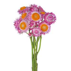 Strawflower (Helicrysum)