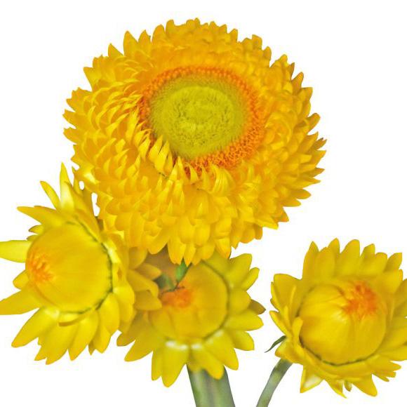 Strawflower - Helicrysum (Assorted Colors) - Solid Box