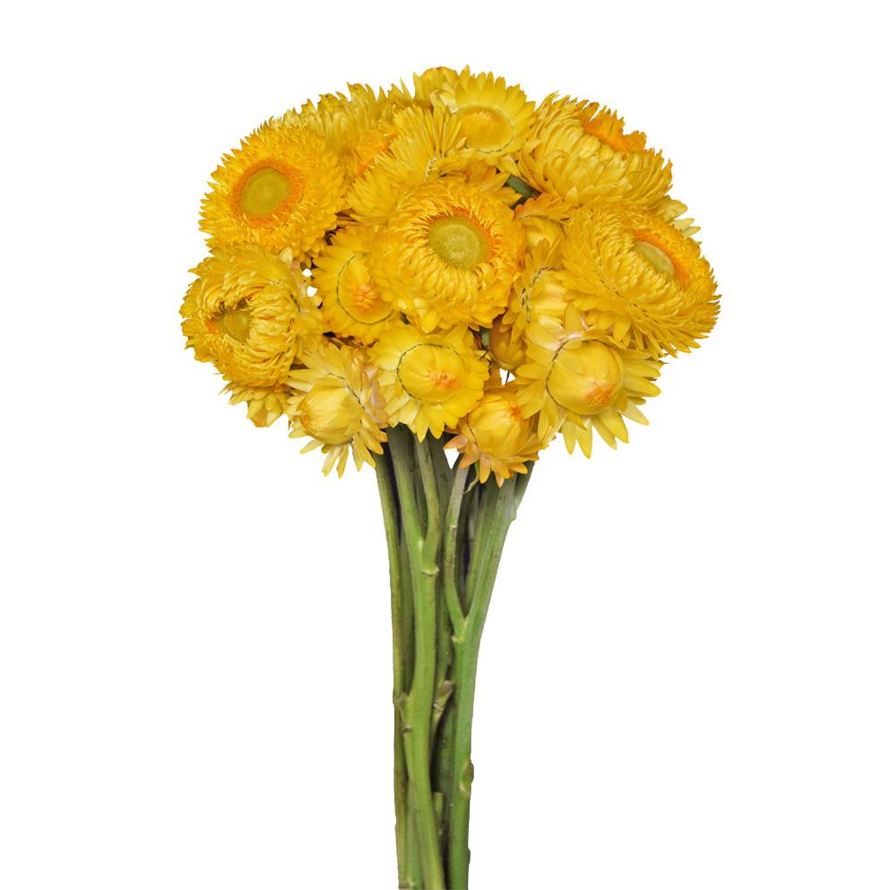 Strawflower (Helicrysum)